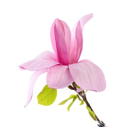 Beautiful pink magnolia flower isolated on white