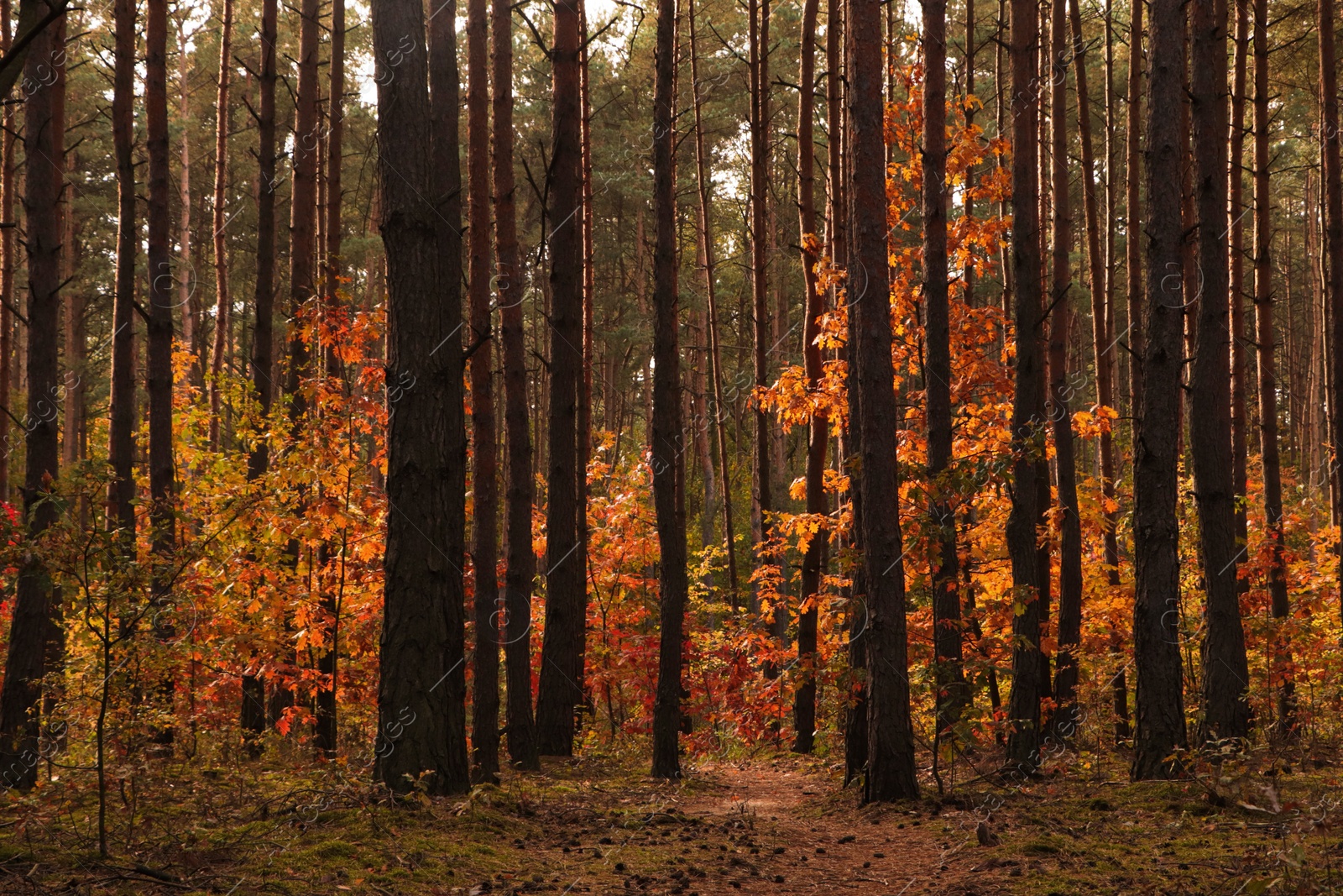 Photo of Trail and beautiful trees in forest. Autumn season