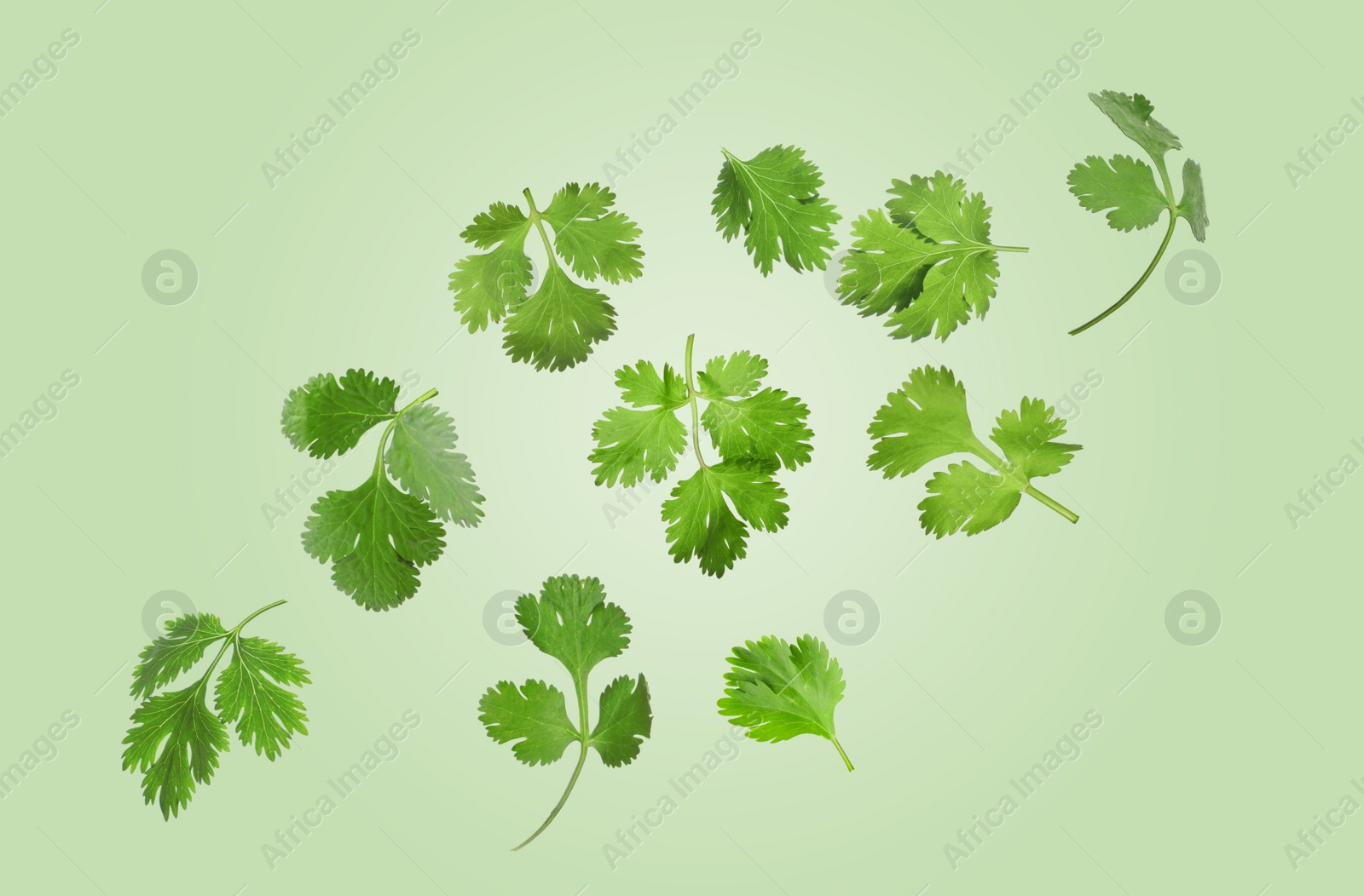 Image of Fresh cilantro leaves flying on light green background