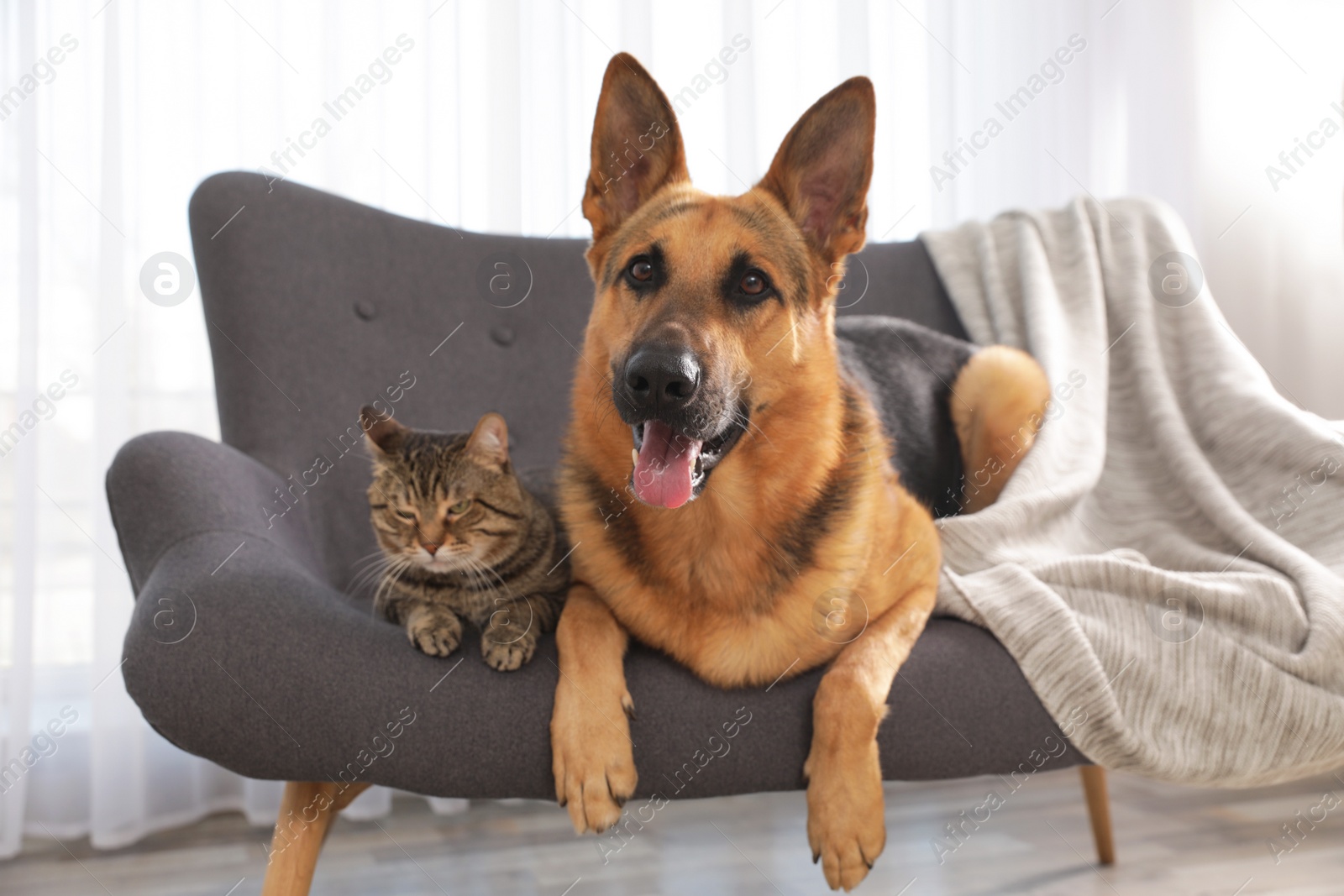 Photo of Cat and dog together on sofa indoors. Funny friends