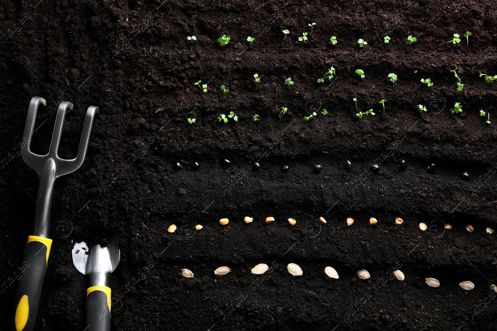 Photo of Different vegetable seeds and tools on fertile soil, flat lay