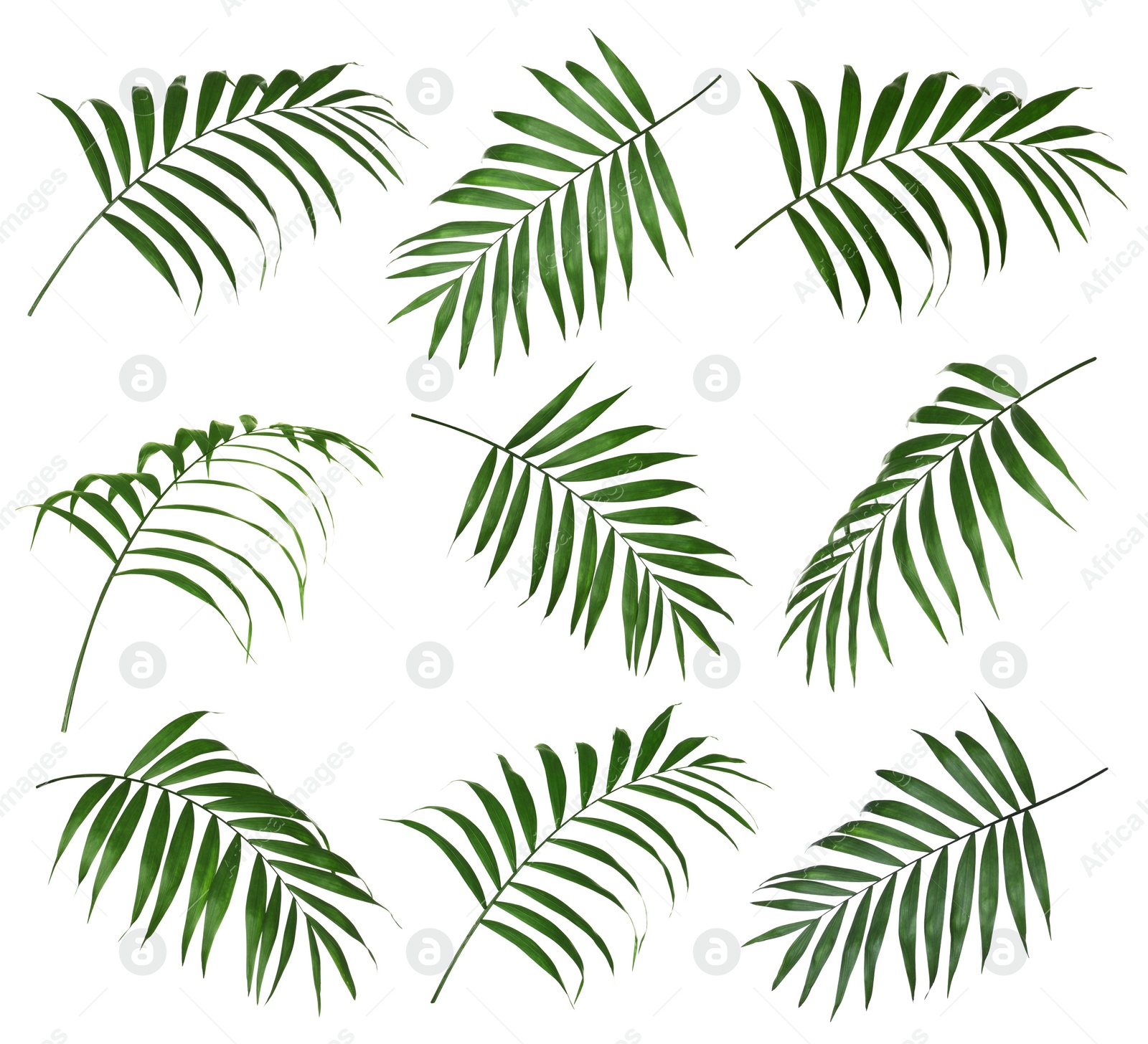 Image of Set of tropical leaves on white background