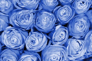 Image of Beautiful fresh light blue roses as background, closeup. Floral decor