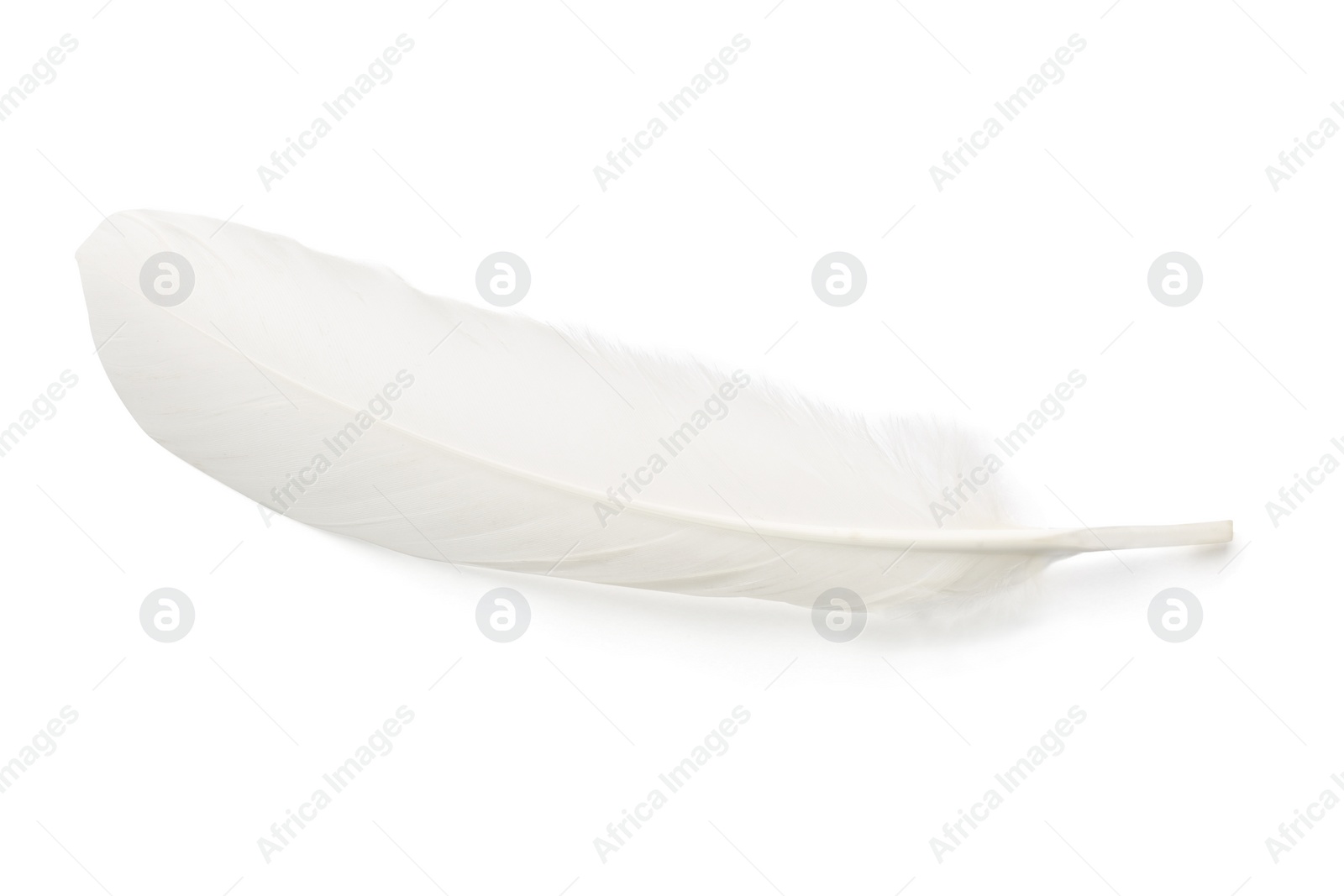 Photo of One fluffy beautiful feather isolated on white