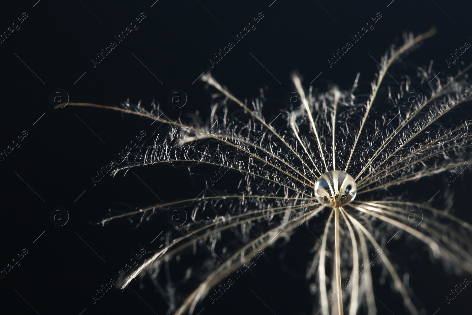 Photo of Dandelion seed with dew drop on black background, close up