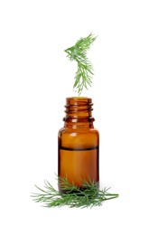 Bottle of essential oil and fresh dill isolated on white