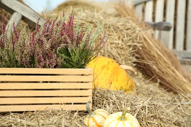 Photo of Beautiful heather flowers in crate and pumpkins on hay outdoors, space for text