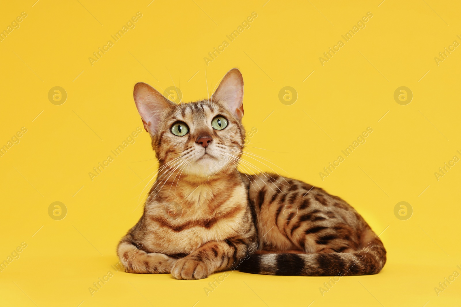 Photo of Cute Bengal cat on orange background. Adorable pet