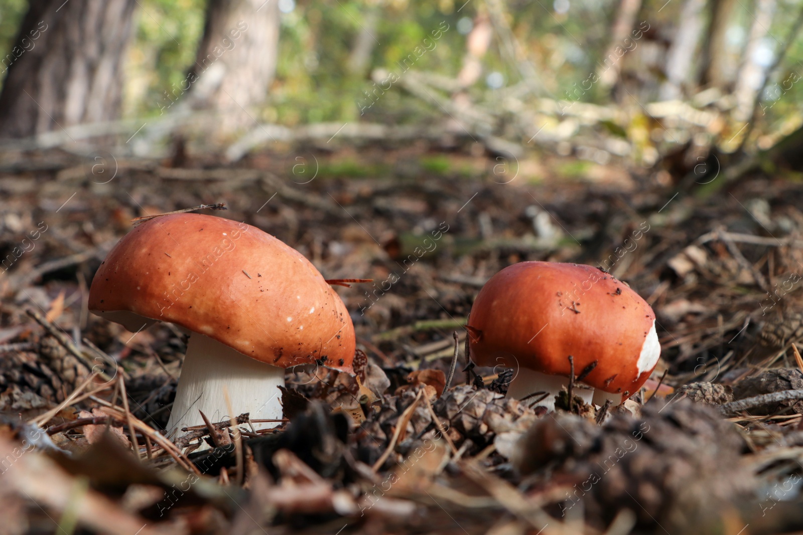 Photo of Russula mushrooms growing in forest, closeup view