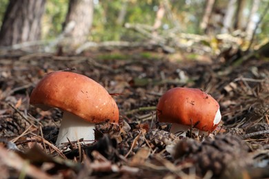 Russula mushrooms growing in forest, closeup view