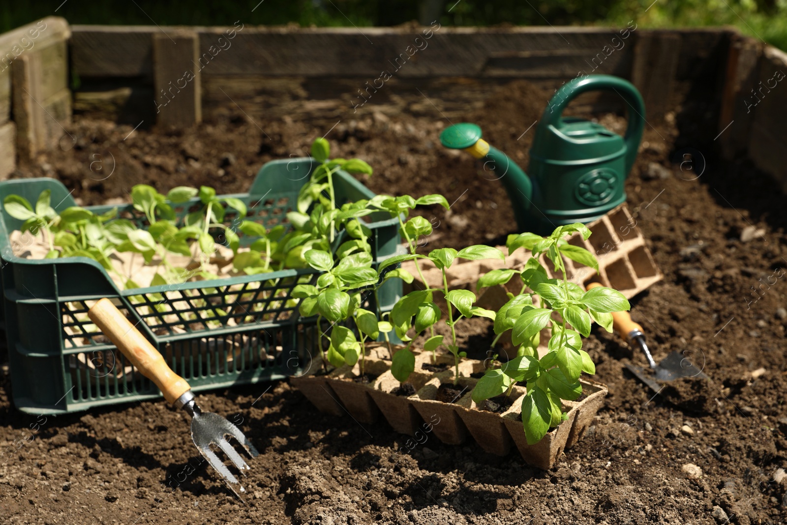 Photo of Beautiful seedlings in container and crate prepared for transplanting on ground outdoors