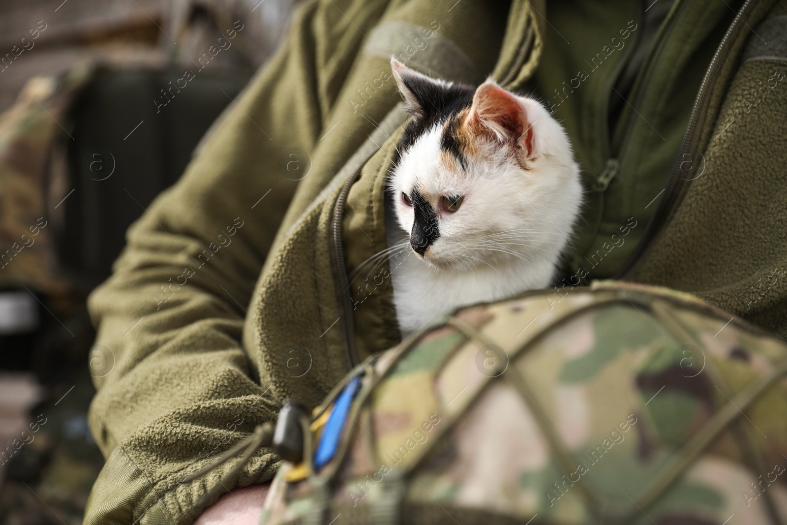 Photo of Soldier in uniform warming little stray cat, closeup