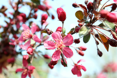 Closeup view of blossoming tree outdoors on sunny spring day