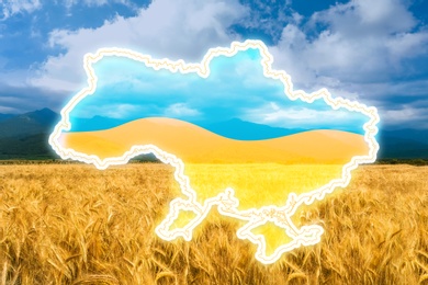 Outline of Ukraine with national flag and wheat field on background