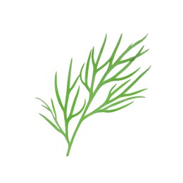 Sprig of fresh dill isolated on white