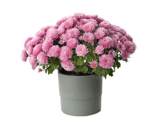 Photo of Beautiful pink chrysanthemum flowers in pot on white background