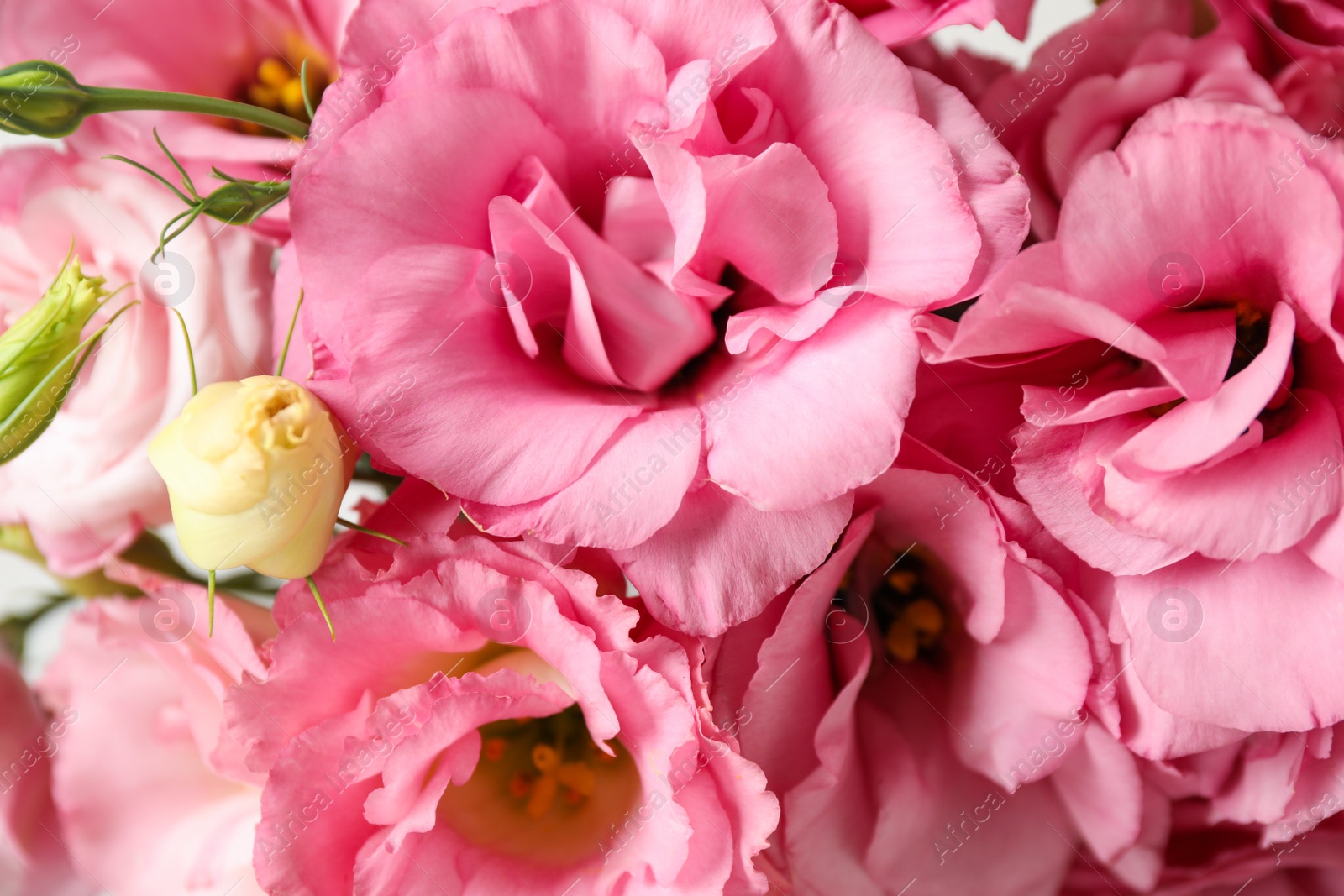 Photo of Beautiful pink Eustoma flowers as background, closeup