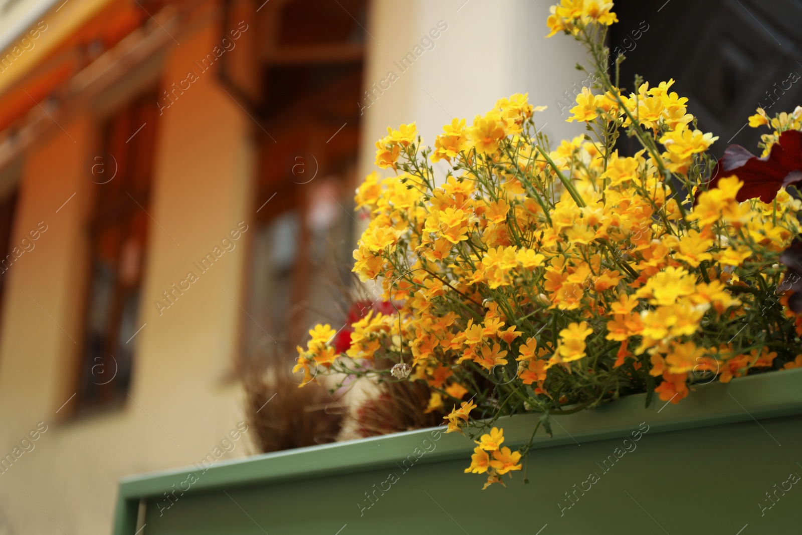 Photo of Beautiful yellow flowers on blurred background, closeup. Space for text