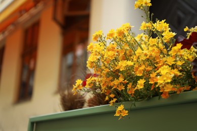 Photo of Beautiful yellow flowers on blurred background, closeup. Space for text