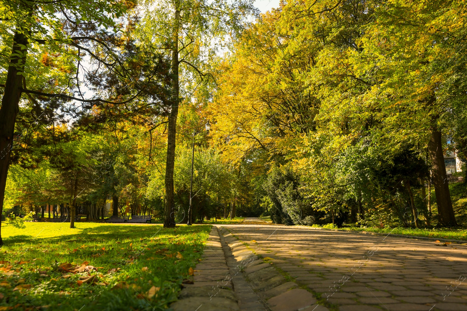 Photo of Pathway, fallen leaves and trees in beautiful park on autumn day