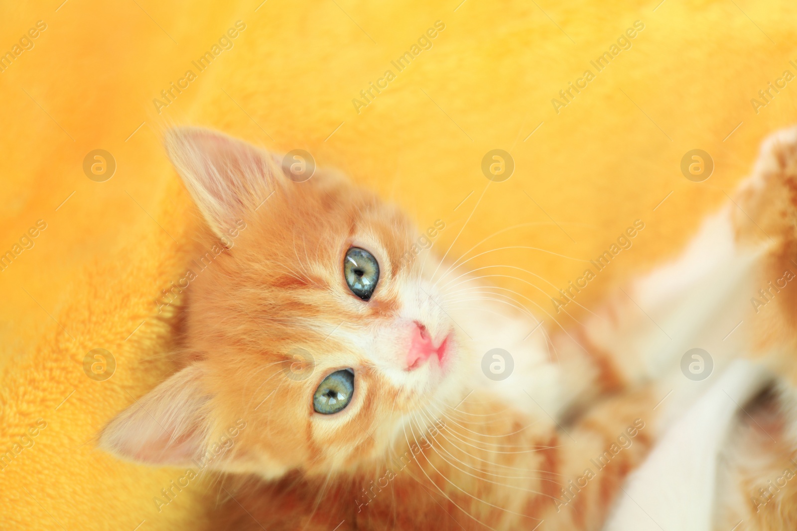 Photo of Cute little red kitten on yellow blanket, closeup view