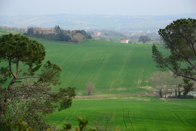 Photo of Picturesque rural landscape with coniferous trees and beautiful green fields