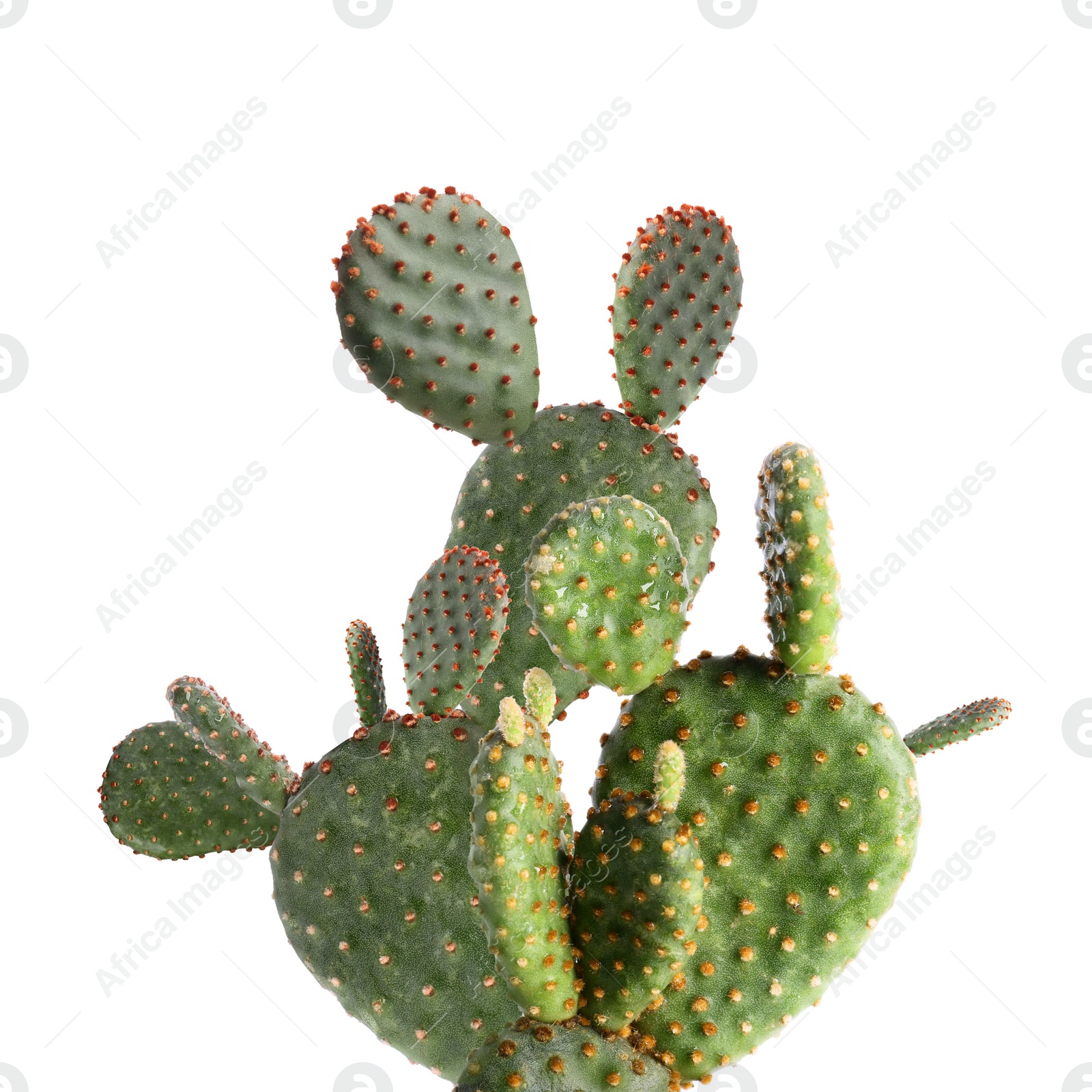 Image of Beautiful big green cactus on white background