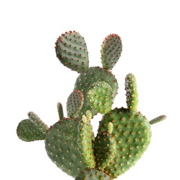 Image of Beautiful big green cactus on white background