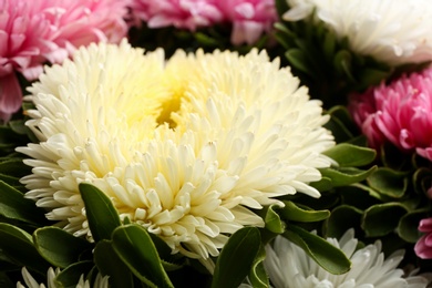 Photo of Beautiful fresh asters as background, closeup. Autumn flowers