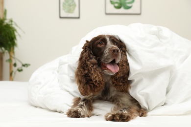 Photo of Adorable dog covered with blanket at home