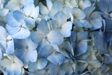 Beautiful light blue hydrangea flowers as background, top view