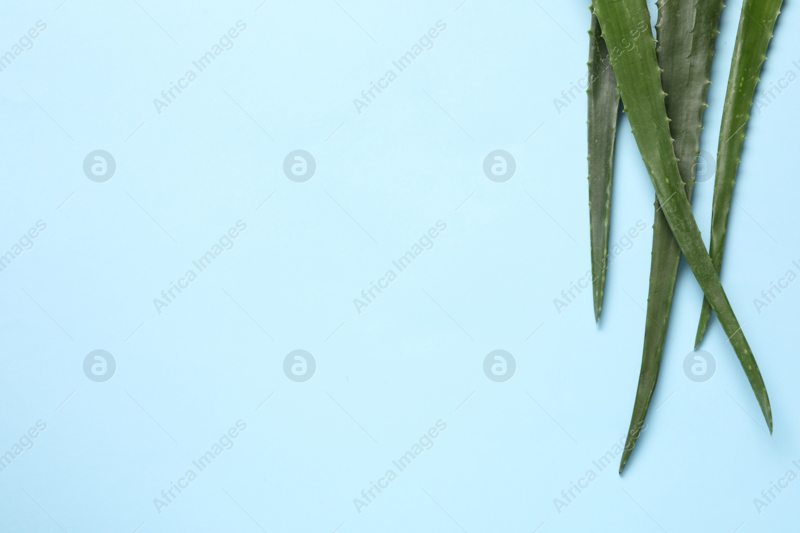 Photo of Fresh aloe vera leaves on light blue background, flat lay. Space for text
