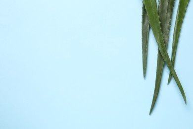 Photo of Fresh aloe vera leaves on light blue background, flat lay. Space for text