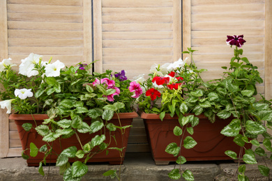 Beautiful petunia flowers in pots near folding screen