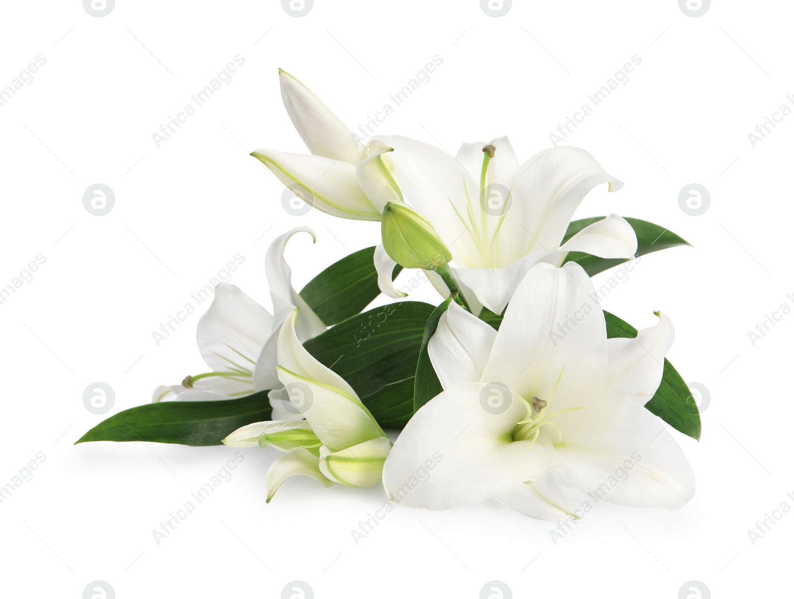 Photo of Beautiful fresh lily flowers isolated on white