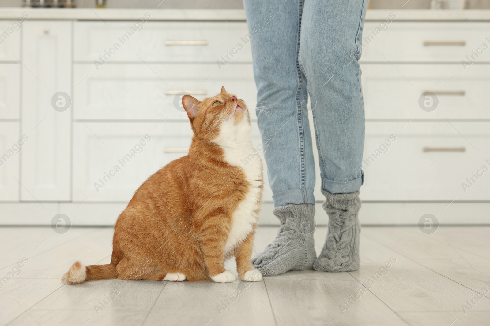 Photo of Woman with cute cat in kitchen at home, closeup