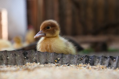 Photo of Cute fluffy duckling near bowl of seed mix in farmyard