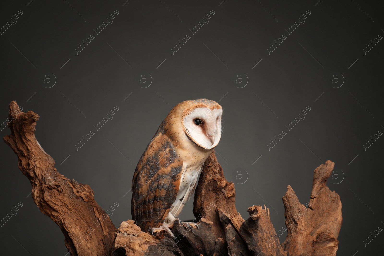 Photo of Beautiful common barn owl on tree against grey grey background