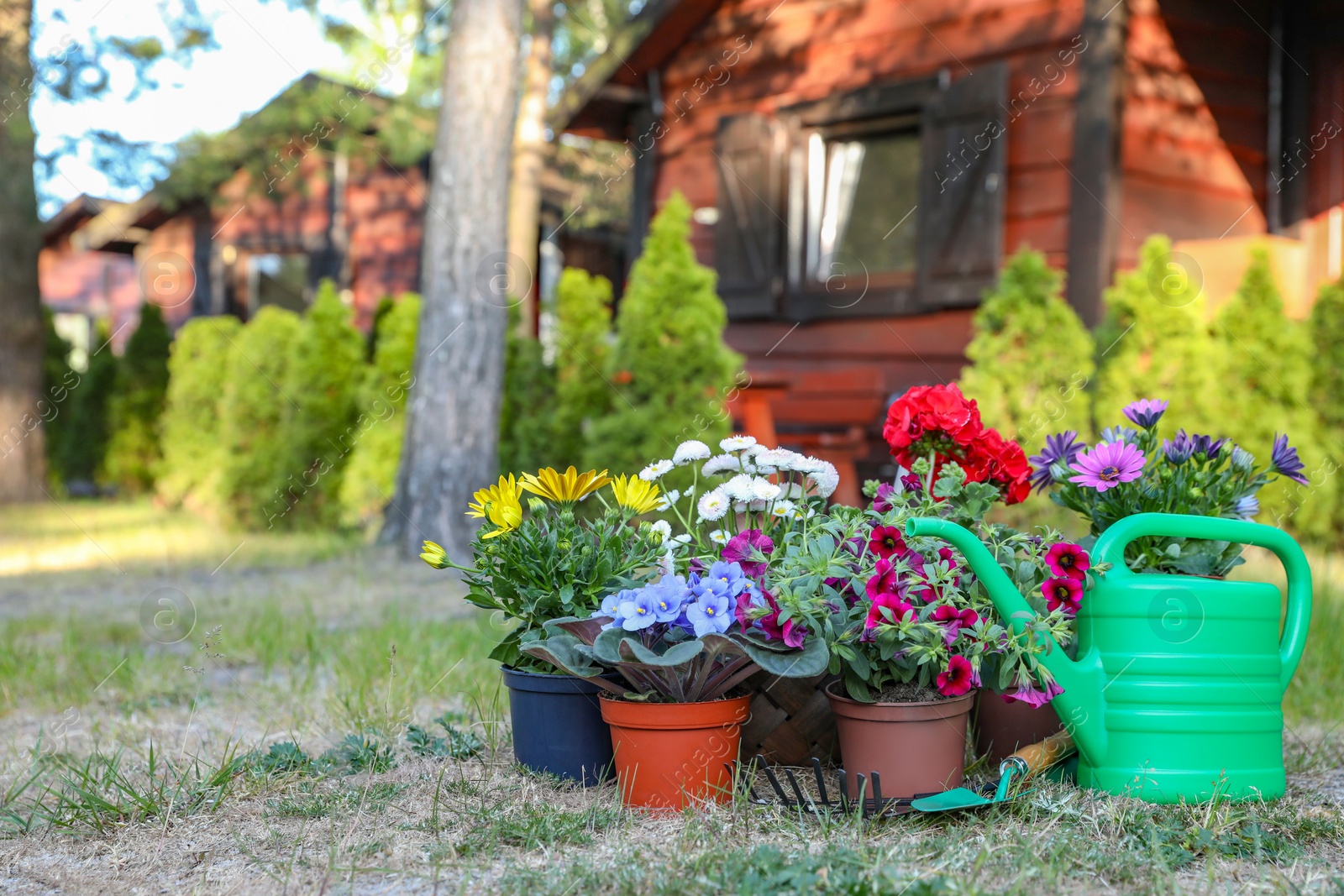 Photo of Beautiful blooming flowers and watering can on green grass in garden, space for text