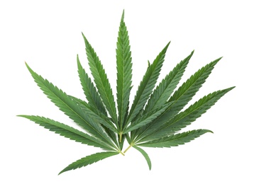 Photo of Green hemp leaves on white background, top view