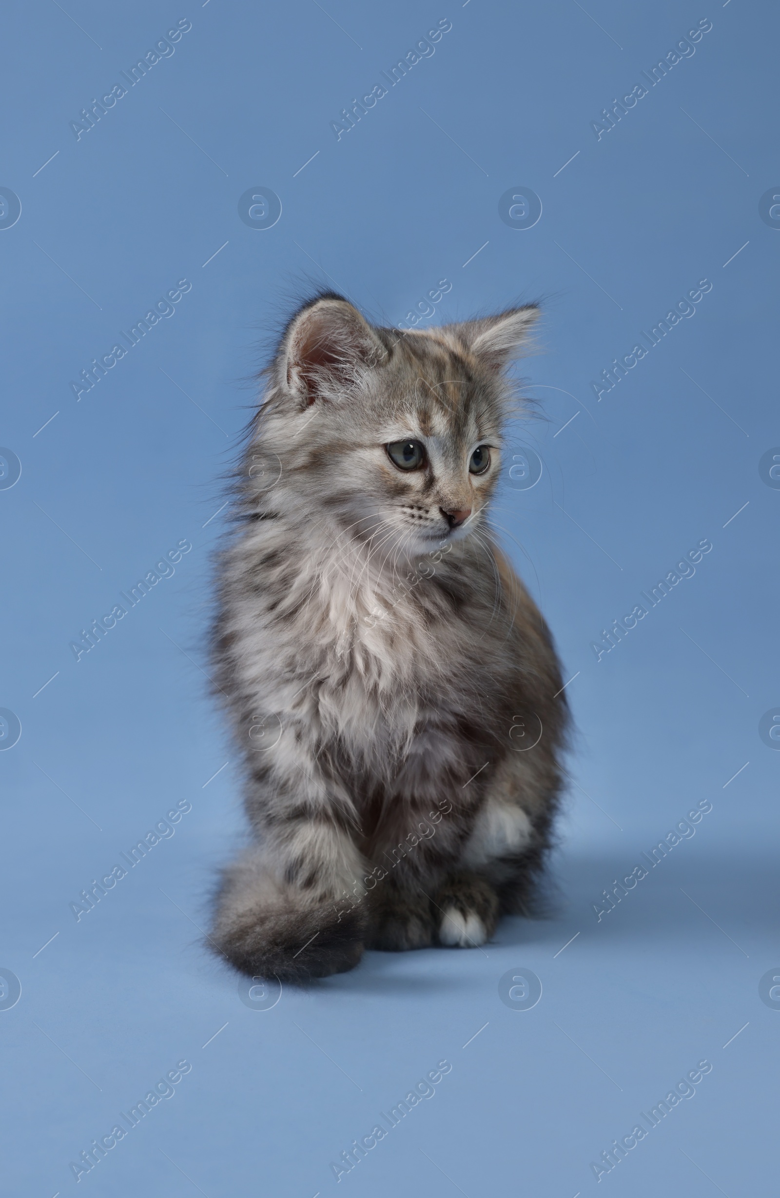 Photo of Cute fluffy kitten on light blue background