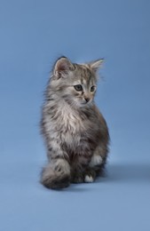 Cute fluffy kitten on light blue background
