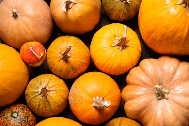 Many fresh raw whole pumpkins as background, top view. Holiday decoration