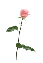 Photo of Beautiful pink rose on white background. Perfect gift