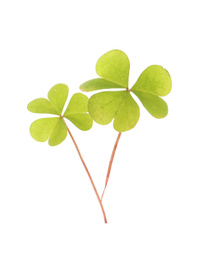 Photo of Fresh clover leaves isolated on white. St. Patrick's Day celebration