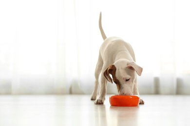 Photo of Cute Jack Russel Terrier eating indoors, space for text. Lovely dog