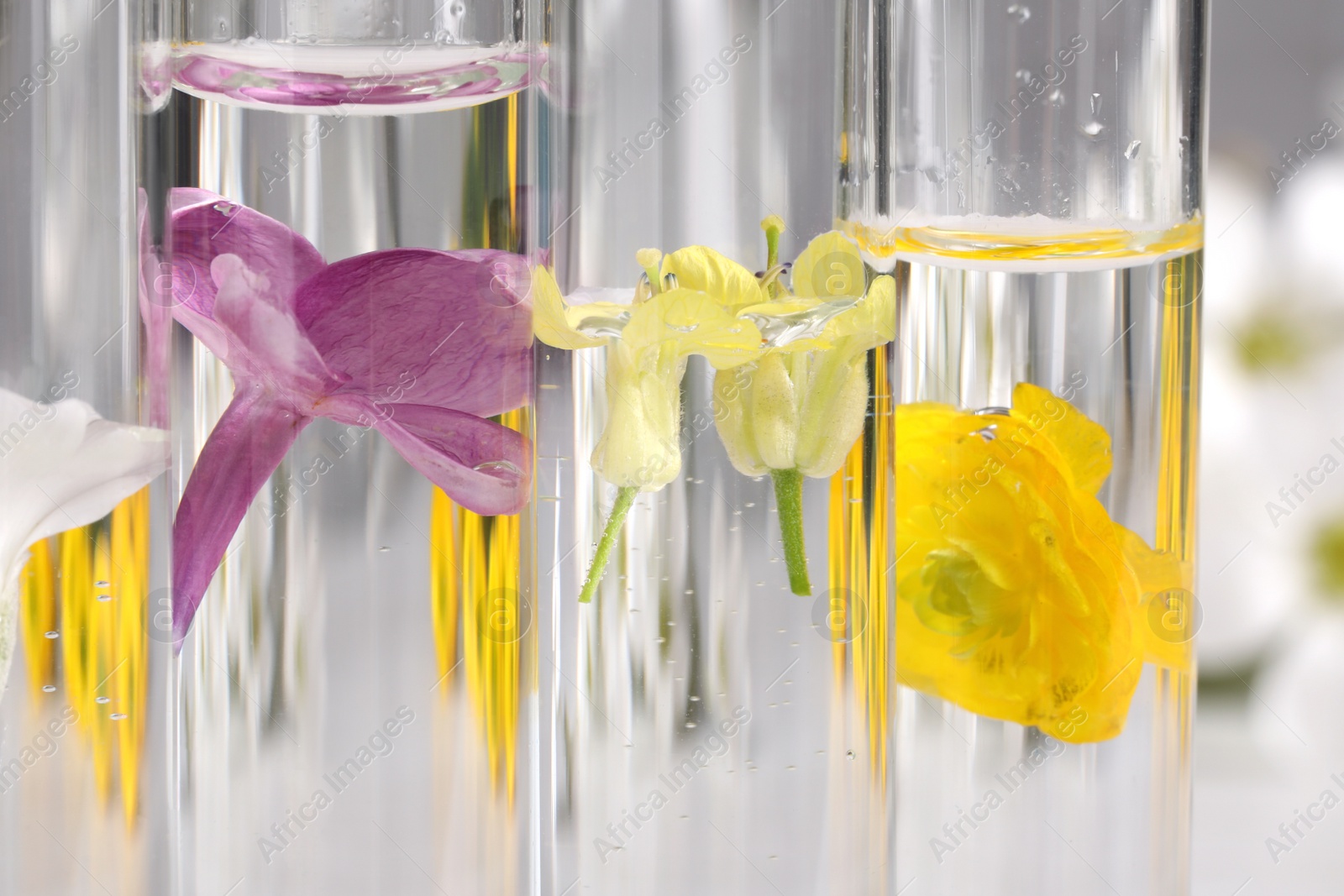 Photo of Test tubes with different flowers, closeup. Essential oil extraction