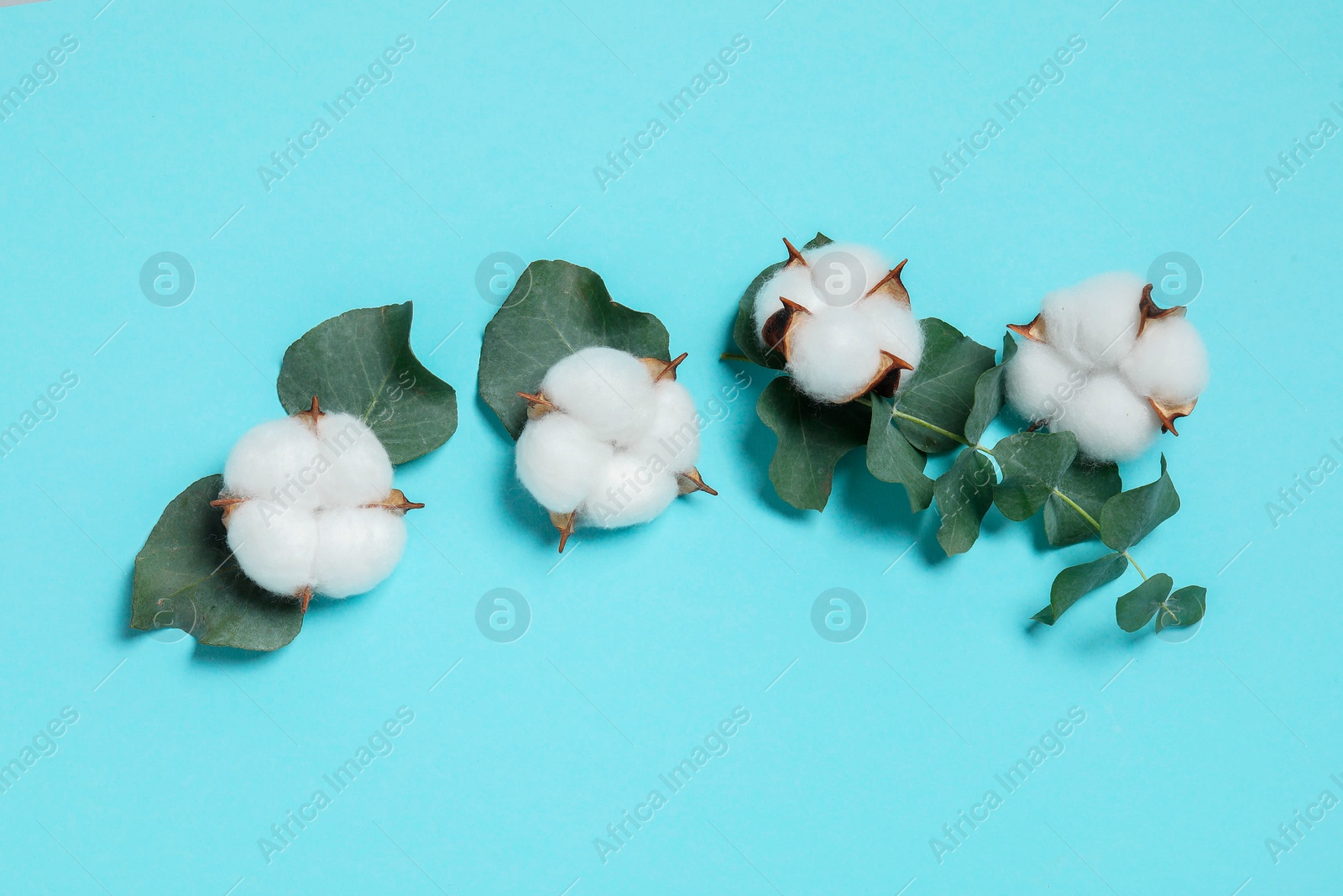 Photo of Cotton flowers and eucalyptus leaves on light blue background, flat lay