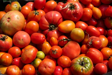 Photo of Closeup view of red ripe tomatoes outdoors on sunny day