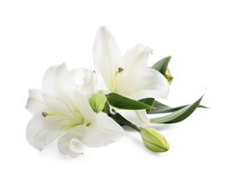 Beautiful fresh lily flowers isolated on white